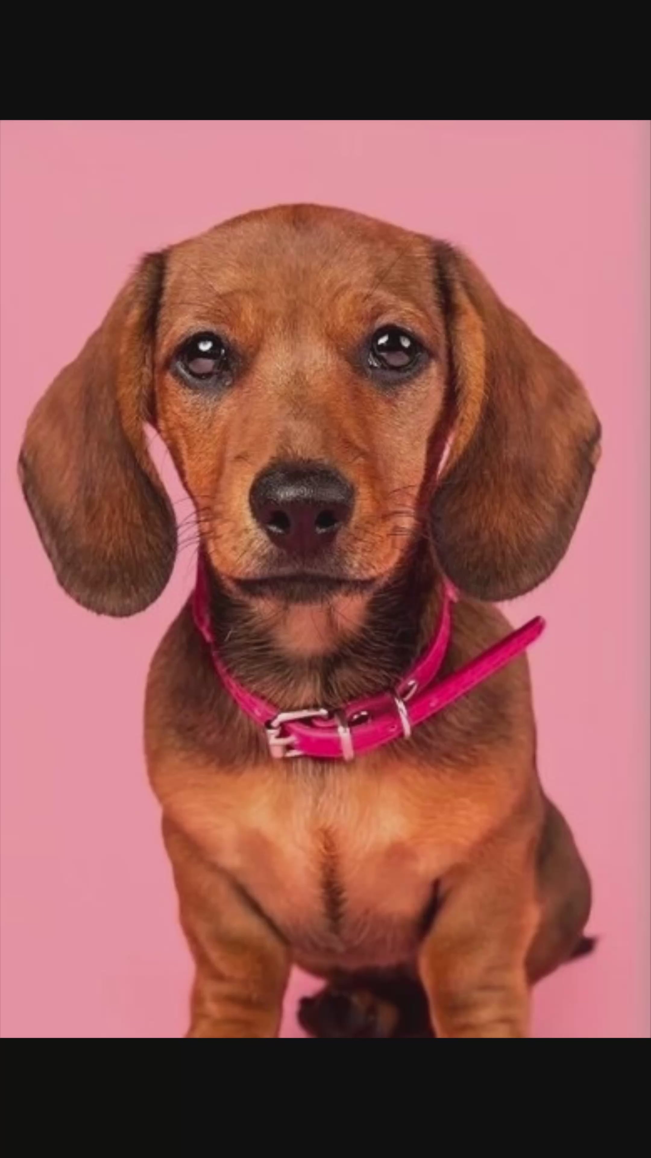 Custom One Line Dog Portrait Necklace: Minimalist Pet Art And Any Message on back side